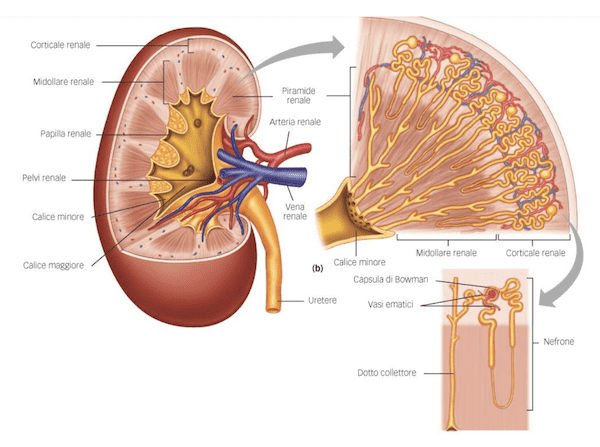 Tessuti del rene