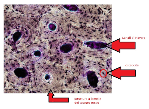 Tessuto osseo compatto
