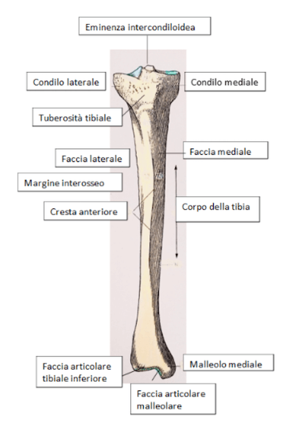 Tibia destra-visione anteriore