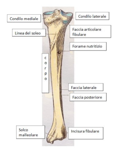Tibia destra-visione posteriore