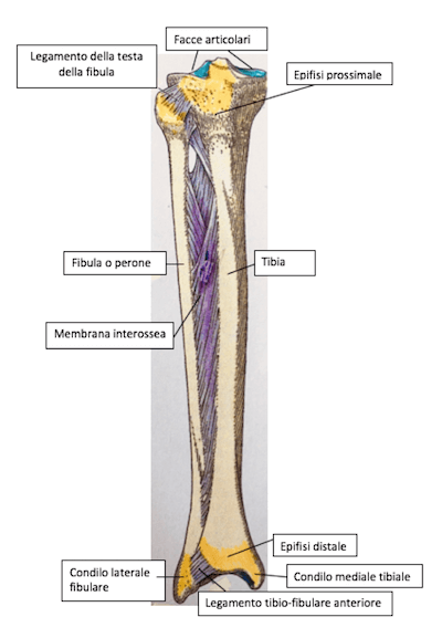 Tibia e fibula-visione anteriore
