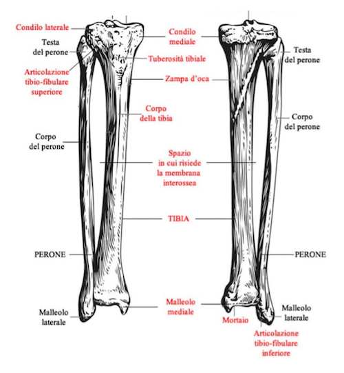 Tibia e Perone visti posteriormente ed anteriormente
