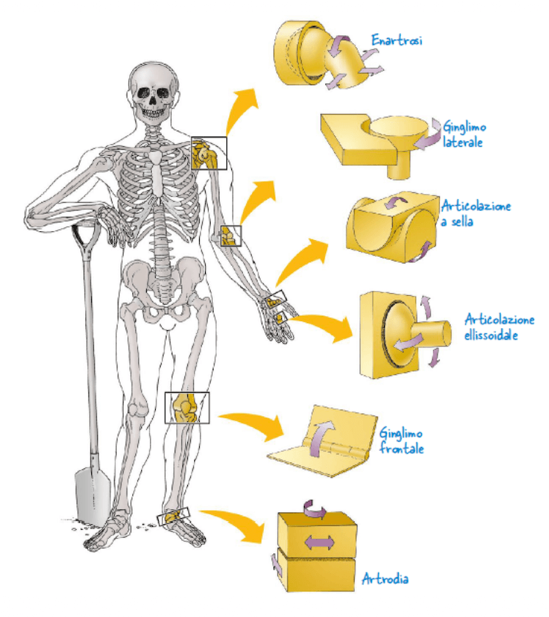 Tipologie di Diartrosi