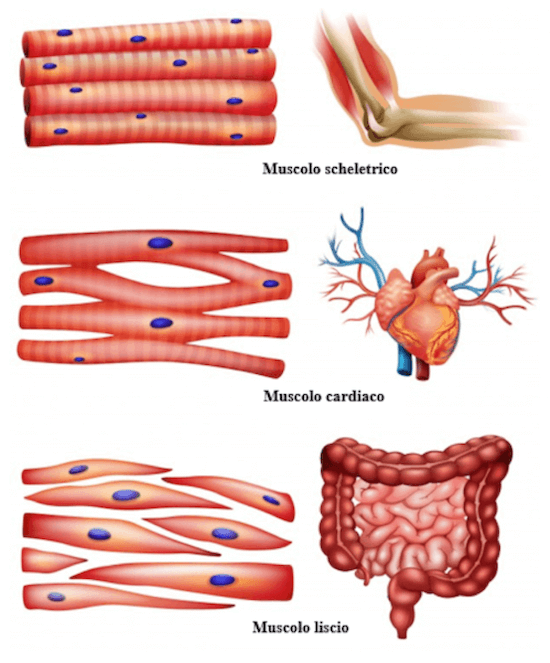 Tipologie di tessuto muscolare