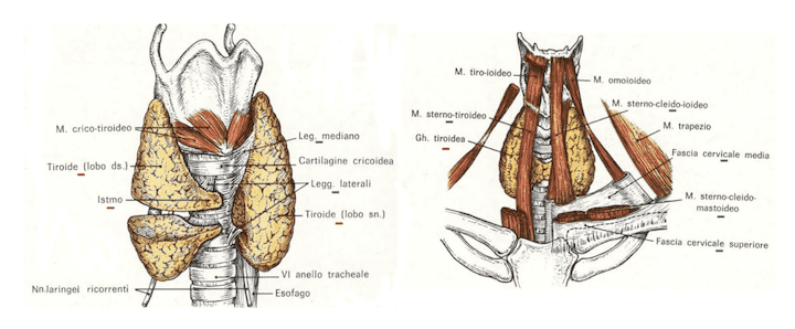 Struttura della tiroide