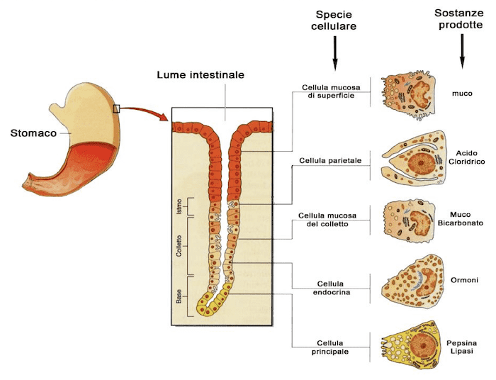 Tonaca mucosa gastrica