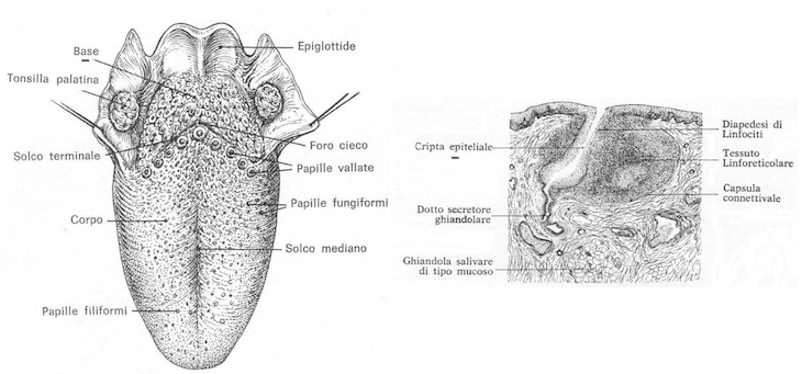 Tonsilla linguale