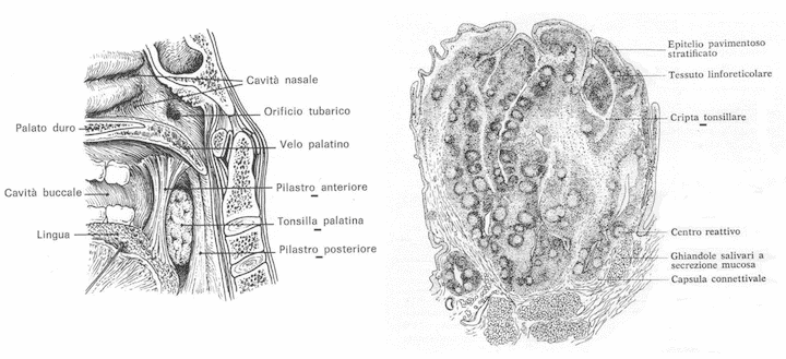 Tonsilla palatina