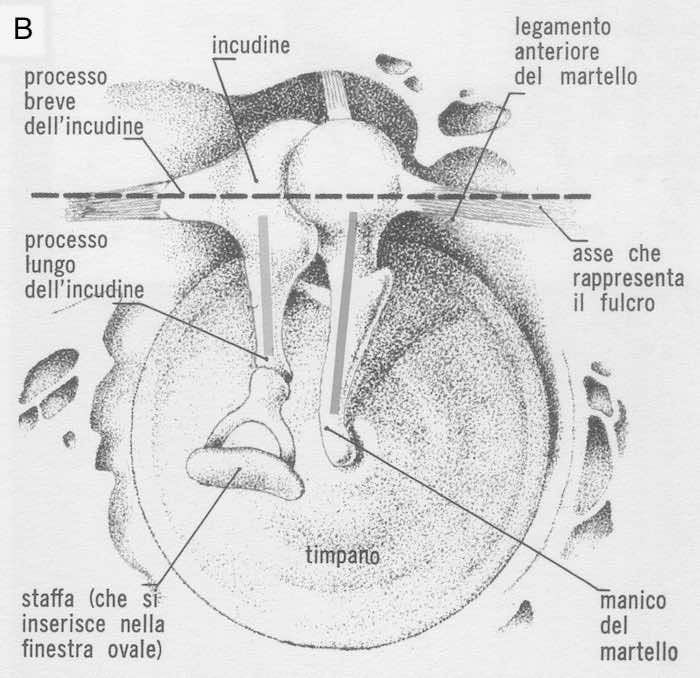 Trasmissione delle onde sonore dall'aria alla perilinfa