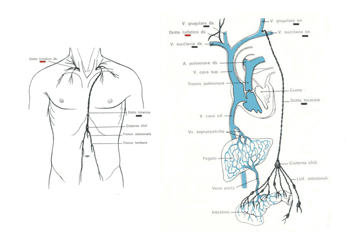 Tronchi collettori terminali del sistema dei vasi linfatici