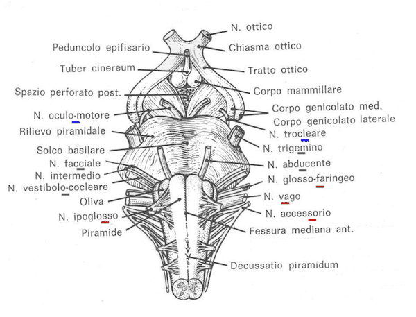 Tronco encefalico, faccia ventrale