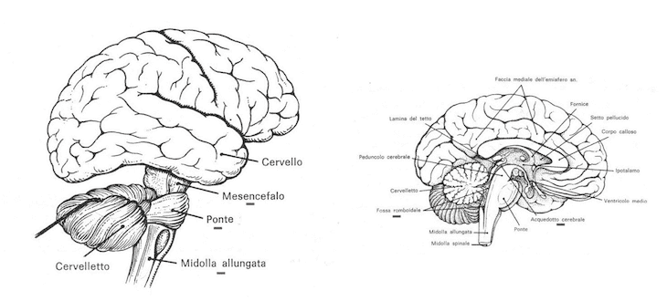 Tronco encefalico