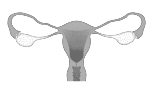 Tube uterine