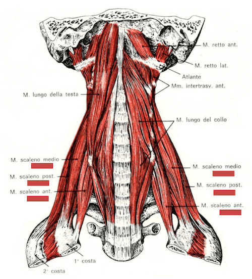 Muscoli scaleni del collo