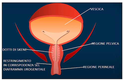 Uretra nell'apparato urinario femminile