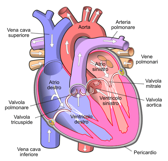 valvole-cardiache