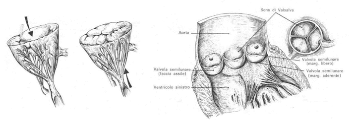 Valvole ventricolari