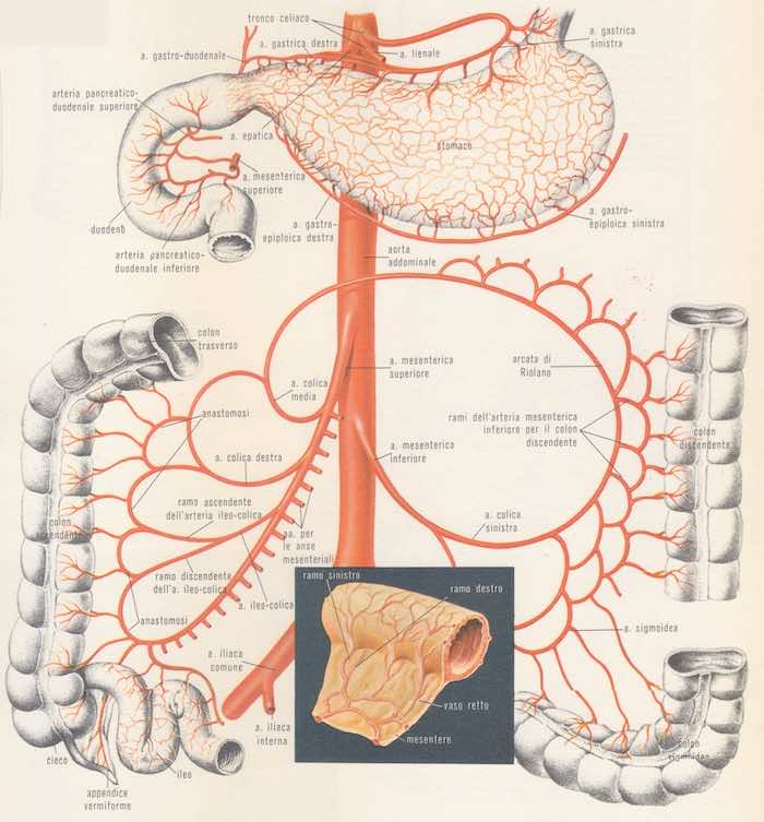 Vascolarizzazione dello stomaco e dell'intestino