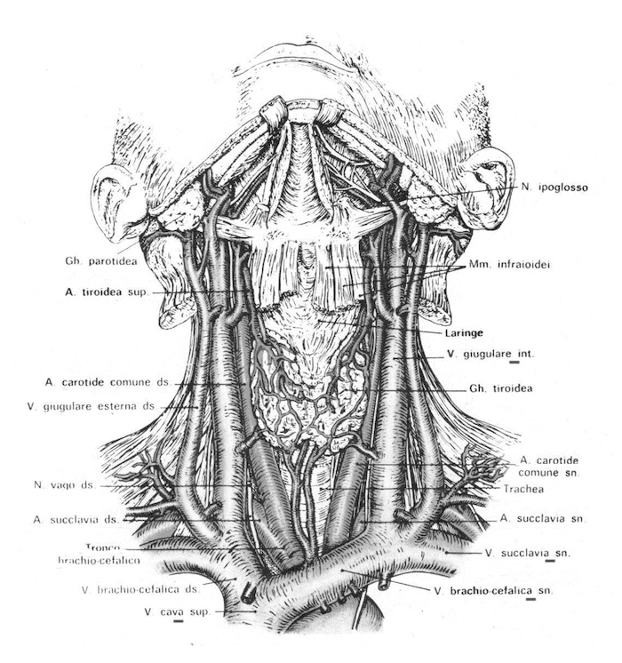 Vena giugulare interna