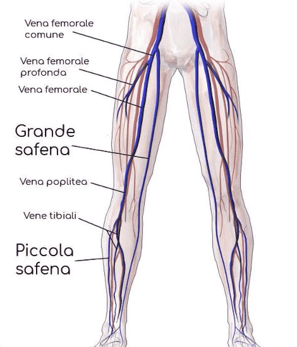 Vene dell'arto inferiore