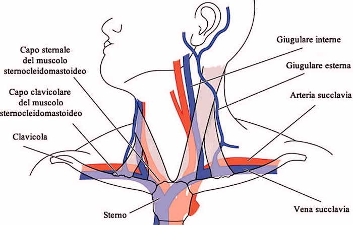 Vene del collo
