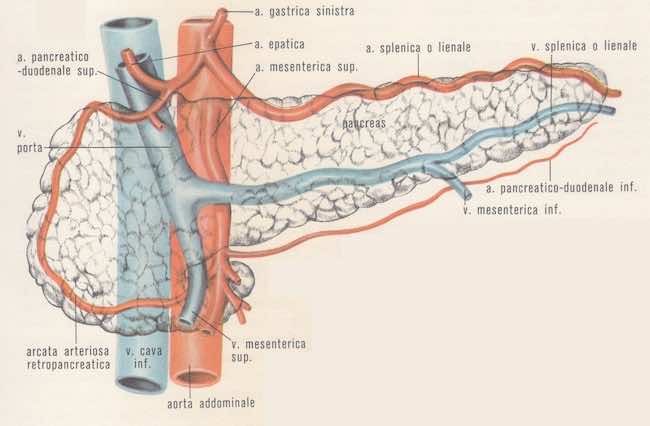 Vene pancreatiche