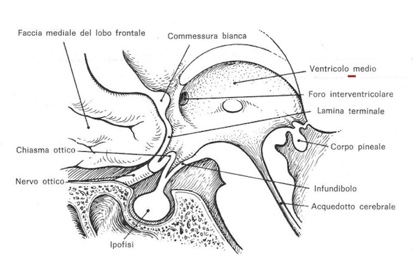 Ventricolo medio