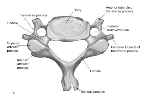 Vertebra cervicale tipica