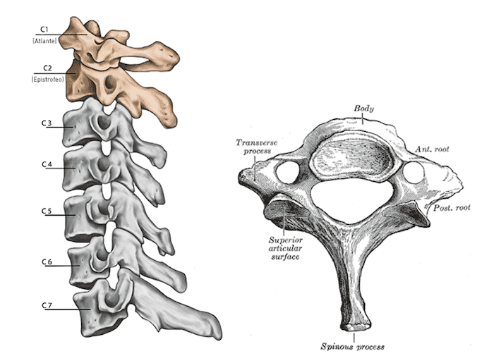 Vertebra prominente