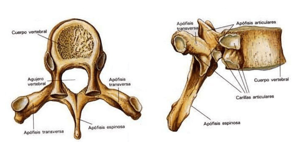 Vertebra Toracica tipica