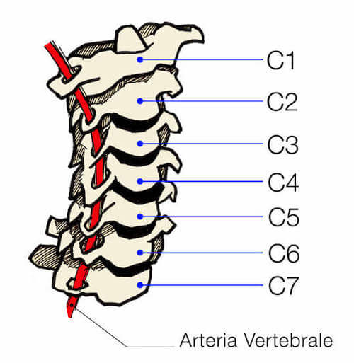 Vertebre cervicali