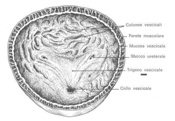 Vescica urinaria, conformazione interna