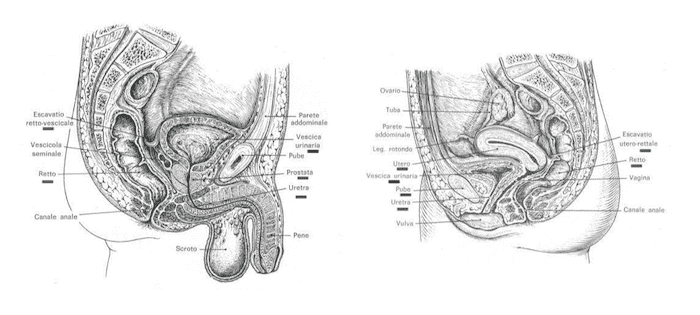 Vescica urinaria