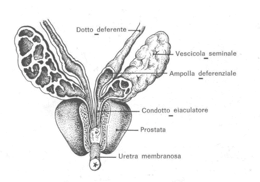 Vescicola seminale