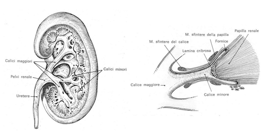 Via urinaria superiore