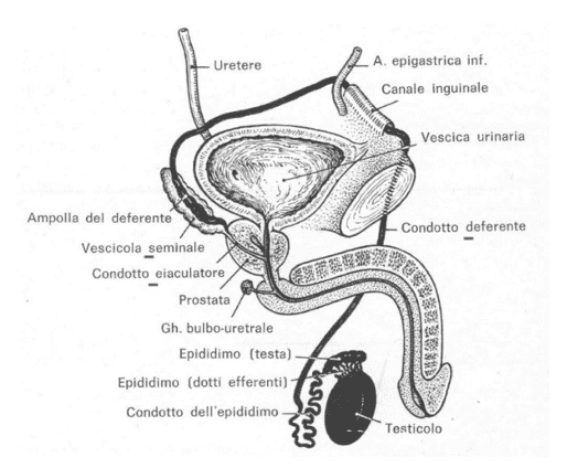 Vie spermatiche