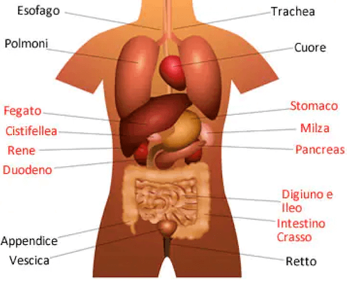 Visceri corpo umano