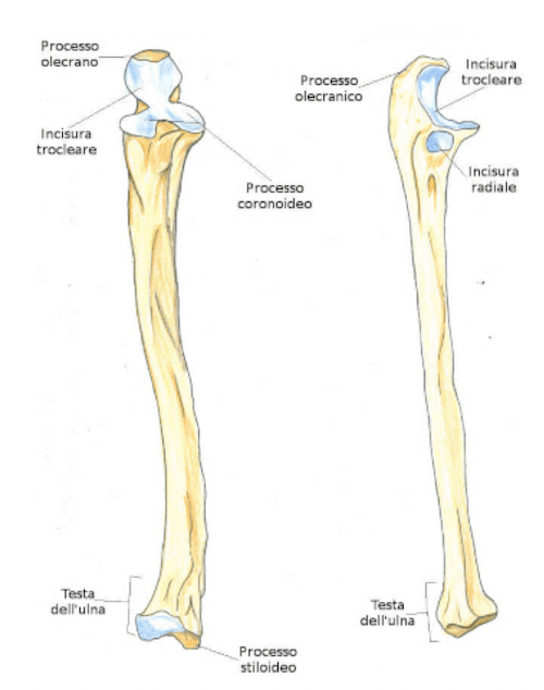 Visione anteriore e laterale dell'osso Ulna