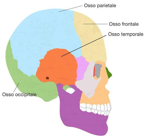 Visione del neurocranio