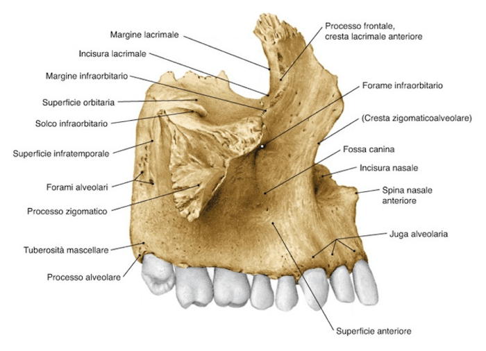 Visione delle facce o superfici dell'Osso Mascellare