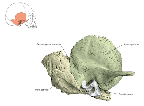 Visione frontale dell'Osso temporale