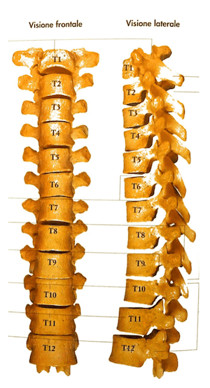 Visione frontale e laterale delle vertebre toraciche