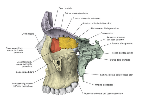 Visione Laterale dell'Osso Mascellare