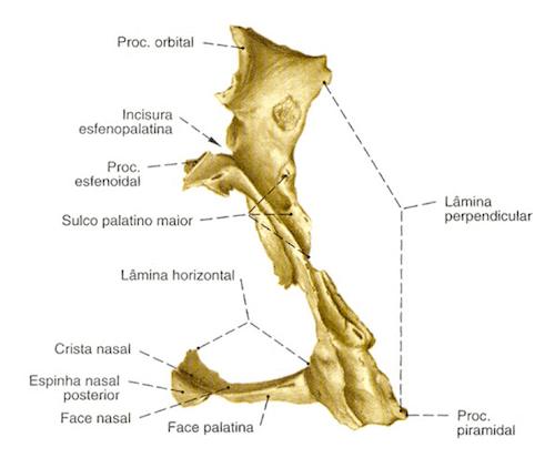 Visione laterale dell'Osso Palatino