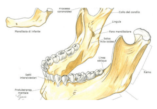 Visione lateroanteriore della Mandibola