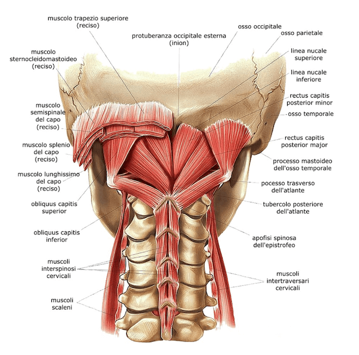Visione posteriore del collo