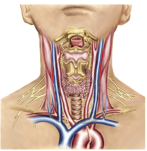 Vista anteriore del collo