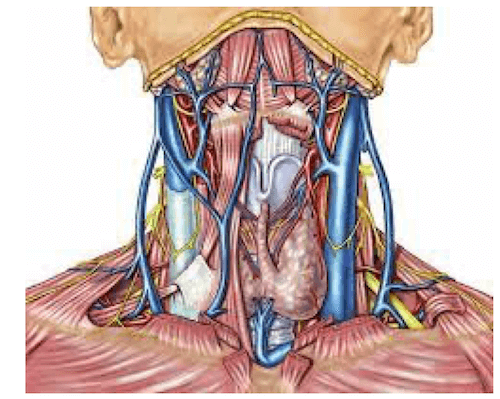 Vista anteriore della regione del collo