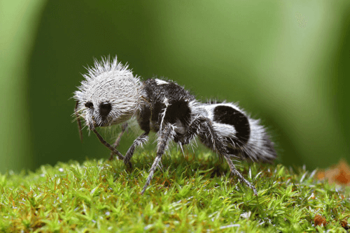 Formica Panda