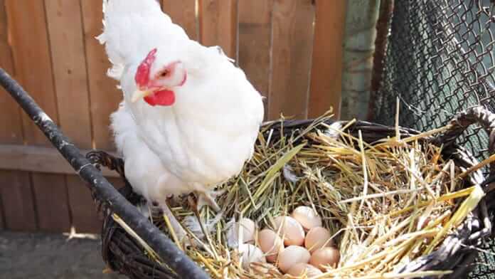 La gallina è un animale che depone le uova